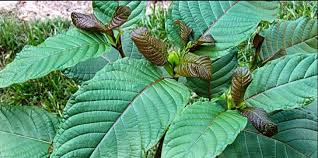 Tanaman ketum atau biak merupakan tumbuhan yang banyak terdapat di afrika, malaysia, dan thailand. Kebun Online Khasiat Daun Ketum Pengambilan Air Ketum Secara Berterusan Boleh Menyebabkan Ketagih Tahap Kronik Dan Tak Boleh Nak Diubati Langsung Orang Dulu Dulu Memakan Daun Ketum Mentah Untuk Melakukan Kerja Kerja Berat Orang