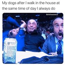 Daniel cormier talks about the conclusion of his trilogy with stipe daniel cormier and the american dream. My Dogs After I Walk In The House At The Same Time Of Day I Always Do Joe Rogan Daniel Cormier And Jon Anik Ufc 248 Reaction Know Your Meme