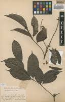 Image result for Pachylobus edulis