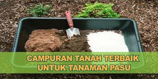 Cara menanam pokok bunga dalam pasu. Ingin Tahu Ramuan Rahsia Campuran Tanah Pasu Untuk Tanaman Bunga Dan Sayuran Sesuai Untuk Pokok Bunga Sayur Tabulampot Dan Lain L Flowers Diy Flowers Plants