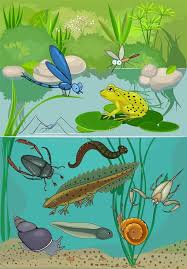Pond Ecosystem Of Pond With Inhabitants Affiliate Ecosystem Pond Inhabitants Pond Nature Drawing For Kids Animal Illustration Children Illustration