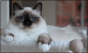 heilige birma vom perlenmeer heilige birma birma katzen