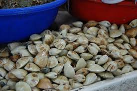 Image result for rotting shellfish