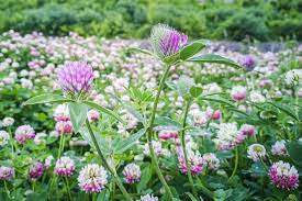 Ultimate Guide To Clover Flowers Trifolium Petal Republic