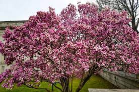 Check spelling or type a new query. Jane Magnolia Tree Facts Plantingtree