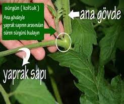 saksida domates yetistirmek cicek bitki domates tohumu domatesler tohum