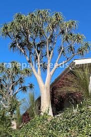 Image result for Aloidendron barberae