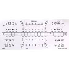 big o dentalabels dental chart starter pack 1 big o