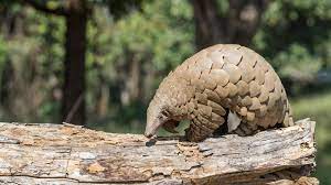 Hunters Target Endangered Pangolins In India National Geographic