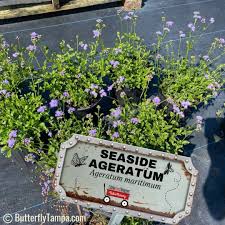Image result for Ageratum