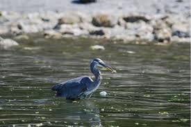 There are several large picnic areas, a few kitchen shelters, views of the sound and olympic mountains and. Saltwater State Park A Washington State Park Located Near Auburn Bellevue And Bonney Lake
