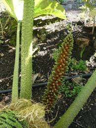 Image result for Galiniera