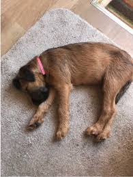 553 irish terrier dogs have been adopted on rescue me! Irish Terrier Puppies We Love Irish Terriers