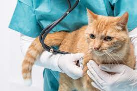 Check spelling or type a new query. Cost Of Veterinary Care Veterinarian Cost Prices Of Vet Treatments