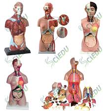 Maybe you would like to learn more about one of these? Human Male Torso Anatomy Human Male Anatomy Model With Internal Organs With 4k 3d