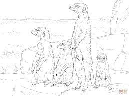 Here's another realistic coloring page of here's a coloring page of a meerkat basking in the sun. Pin On Color Animals