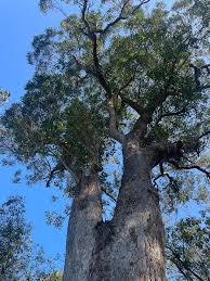 Image result for Eucalyptus robusta