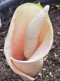 Image result for Amorphophallus abyssinicus