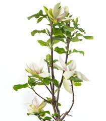 Image result for magnolie sunsation