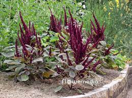 Amaranthus Hypochondriacus Flower Identification Best Flower Wallpaper