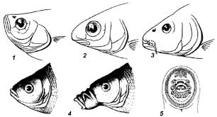 Draw a straight horizontal line between the u shape and the base of the triangle. Forms Of Fish Mouth 1 Upper 2 Lower 3 Terminal 4 Retractable Download Scientific Diagram