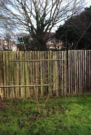 Caring for a weeping willow, from planting to pruning, will contribute to the harmonious development. What S The Best Way To Care For And Prune Young Willow Trees Gardening Landscaping Stack Exchange