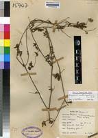 Image result for Blepharis maderaspatensis