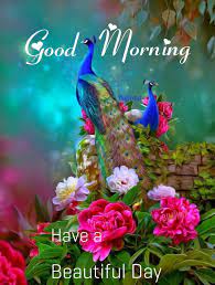 Pin By Bindawattie Maharaj On Good Morning Good Morning Beautiful Flowers Peacock Pictures Good Morning Beautiful Pictures