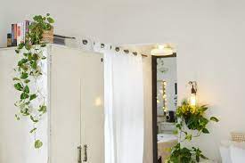Fill the bottle three by fourth with water. Pothos Or Money Plant And How To Decorate With Like Pro