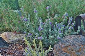 The flowers have the habit of changing colours as they age. Plantfiles Pictures Eremophila Species Blue Bells Blue Emu Bush Eremophila Hygrophana By Kell