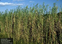 Image result for Phragmites australis