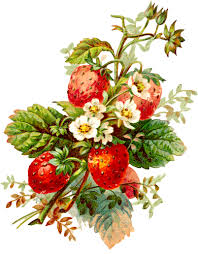 Fruits Et Legumes Page 5 Laminas De Frutas Laminas De Flores Laminas Para Decoupage