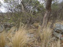 Image result for Eulophia hereroensis