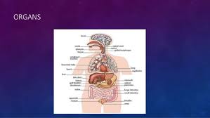 Understanding that cells form tissue, organs and systems in the human body. Form 1 Chapter 2 Cell As A Unit Of Life