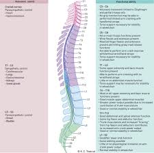 figure 3 functional ability and autonomic control in