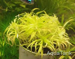 Image result for Syngonanthus angolensis