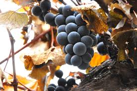 Merlot, ottonel, cabernet si riesling, feteasca etc. Istoria PuÅ£in CunoscutÄ A Soiului De Struguri CÄpsunicÄ Paradis Verde