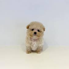 It's also free to list your available puppies and litters on our site. Teacup Puppies For Adoption Near Me Home Facebook