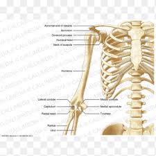 The shoulder has a great deal of motion including bending and straightening, moving away from the side of the body, moving. Human Skeleton Human Body Thorax Anatomy Upper Limb Arm Hand People Png Pngegg