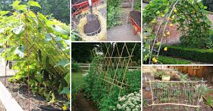 Check out our article on growing cucumber here 19 Successful Ways To Building Diy Trellis For Veggies And Fruits Homedesigninspired