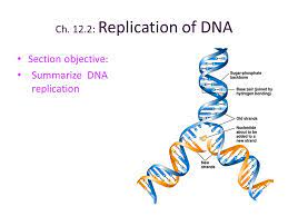 12 dna structure & replication. Ch 12 2 Replication Of Dna Section Objective Ppt Video Online Download