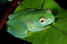 What Do Frogs Ducks And Penguins Have In Common Your Little Ones Ages 4 6 Can Find Out Some Refreshing Facts About Fascinating Cr Zoo Amphibians Mammals
