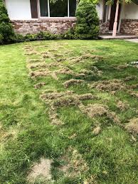 Maybe you would like to learn more about one of these? Dethatch Your Damn Lawn Lawncare