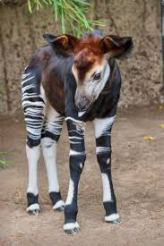 Sweet Baby Okapi Okapia Johnstoni Although Their Stripes Resemble Those Of Zebras Okapis Are Actually The Only Living Rel Cute Animals Animals Rare Animals