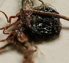 Image result for Marsilea nubica