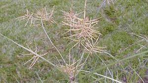 It is found in most of the eastern hemisphere, including southern europe, africa and madagascar. Yellow Nutsedge Nc State Extension Publications