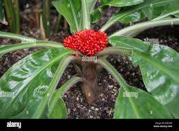 Image result for Palisota