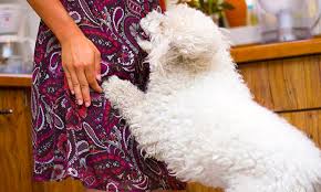 Jumping up in puppies occurs more often because they have not yet learned how to control their joy especially when they are playful. Brandon Mcmillan S Canine Minded How To Stop Your Dog From Jumping On People