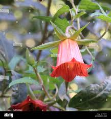 Image result for Canarina