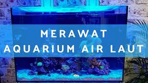 Bagi aquarist yang kurang berpengalaman, menangani ikan jumbo tentu mendatangkan kerumitan tersendiri. Tips Mudah Merawat Aquarium Air Laut Yang Harus Kamu Coba